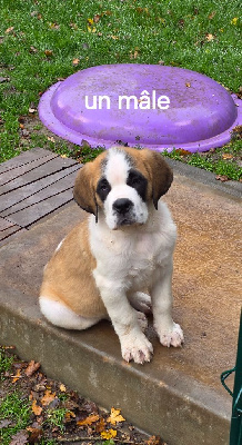Les chiots de Chien du Saint-Bernard