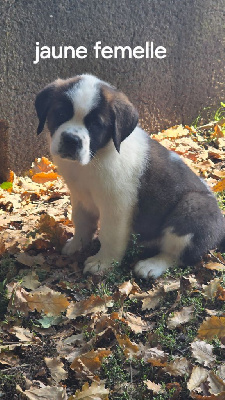 Les chiots de Chien du Saint-Bernard