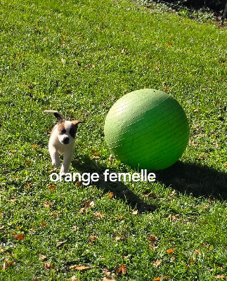 Les chiots de Chien du Saint-Bernard