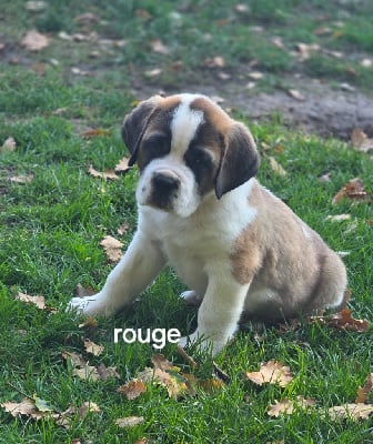 Les chiots de Chien du Saint-Bernard