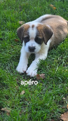 Les chiots de Chien du Saint-Bernard