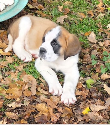 Les chiots de Chien du Saint-Bernard