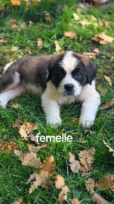 Les chiots de Chien du Saint-Bernard