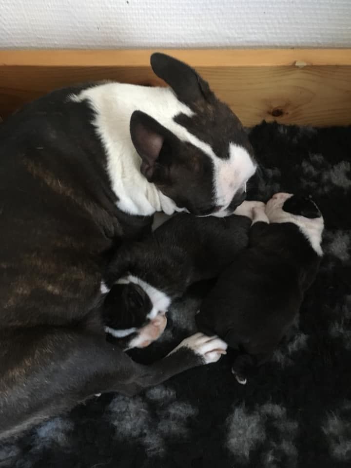 CHIOT - Boston Terrier