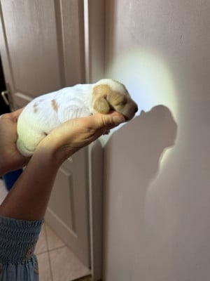 Les chiots de Cocker Spaniel Anglais