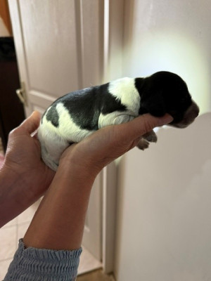 Les chiots de Cocker Spaniel Anglais