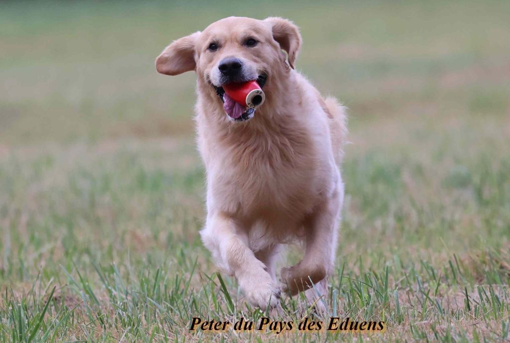 Publication : Du Pays Des Eduens  Auteur : Christian Carlot