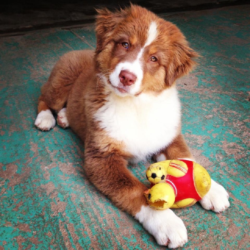 Sr. indian kwanita for inaya Of Winner Mistral