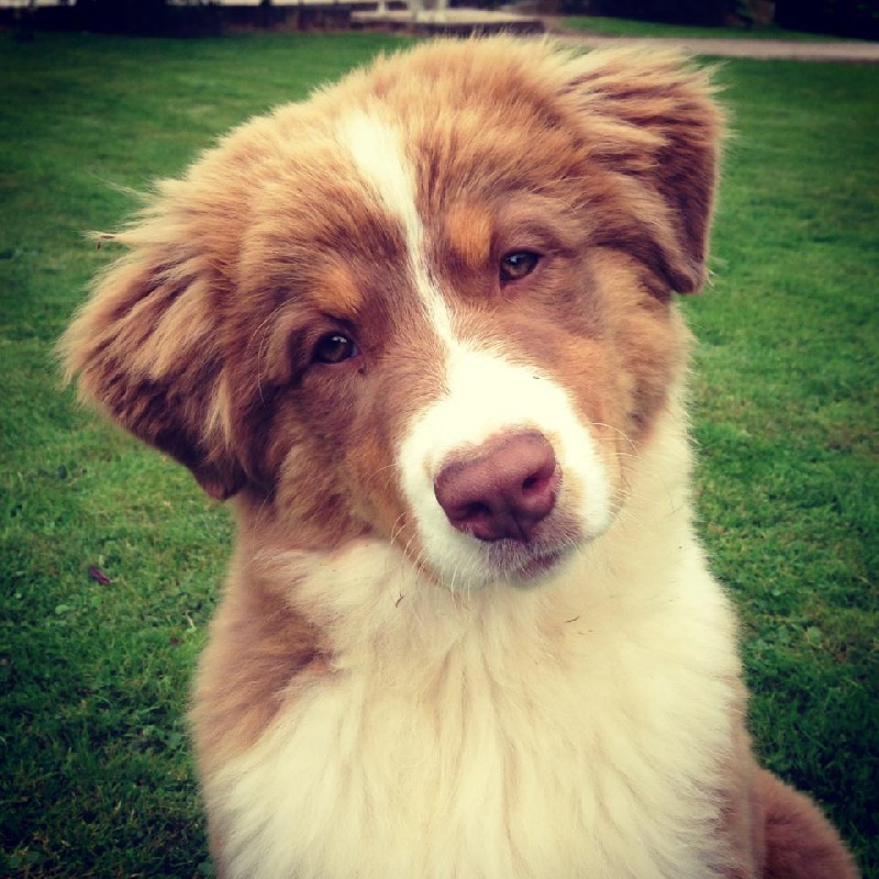 Sr. indian kwanita for inaya Of Winner Mistral