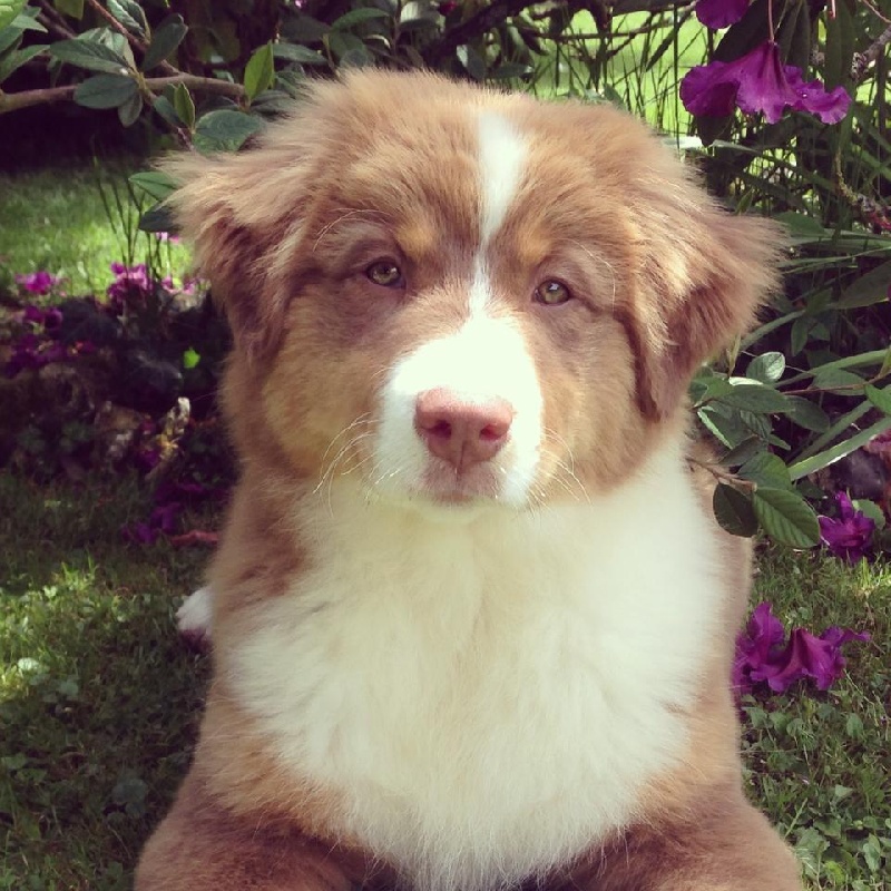 Sr. indian kwanita for inaya Of Winner Mistral