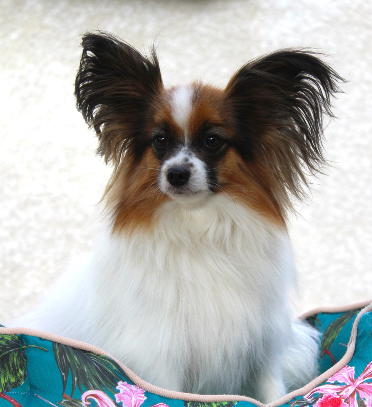 nadshell Cherry lily