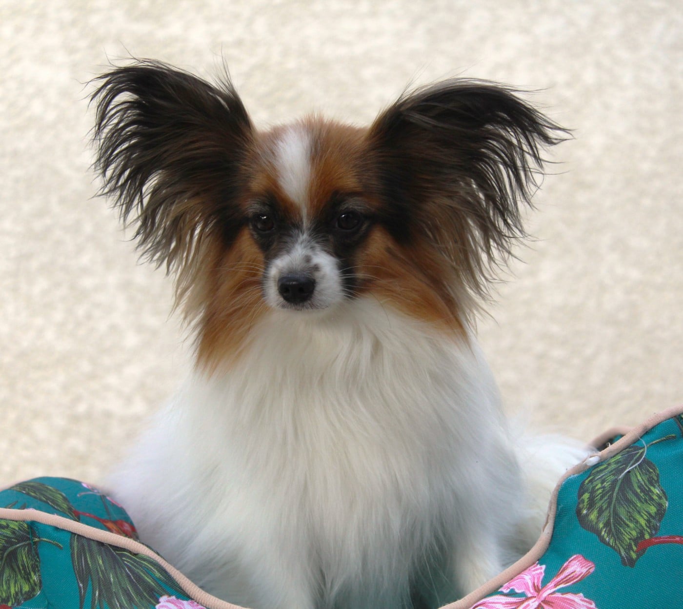 nadshell Cherry lily