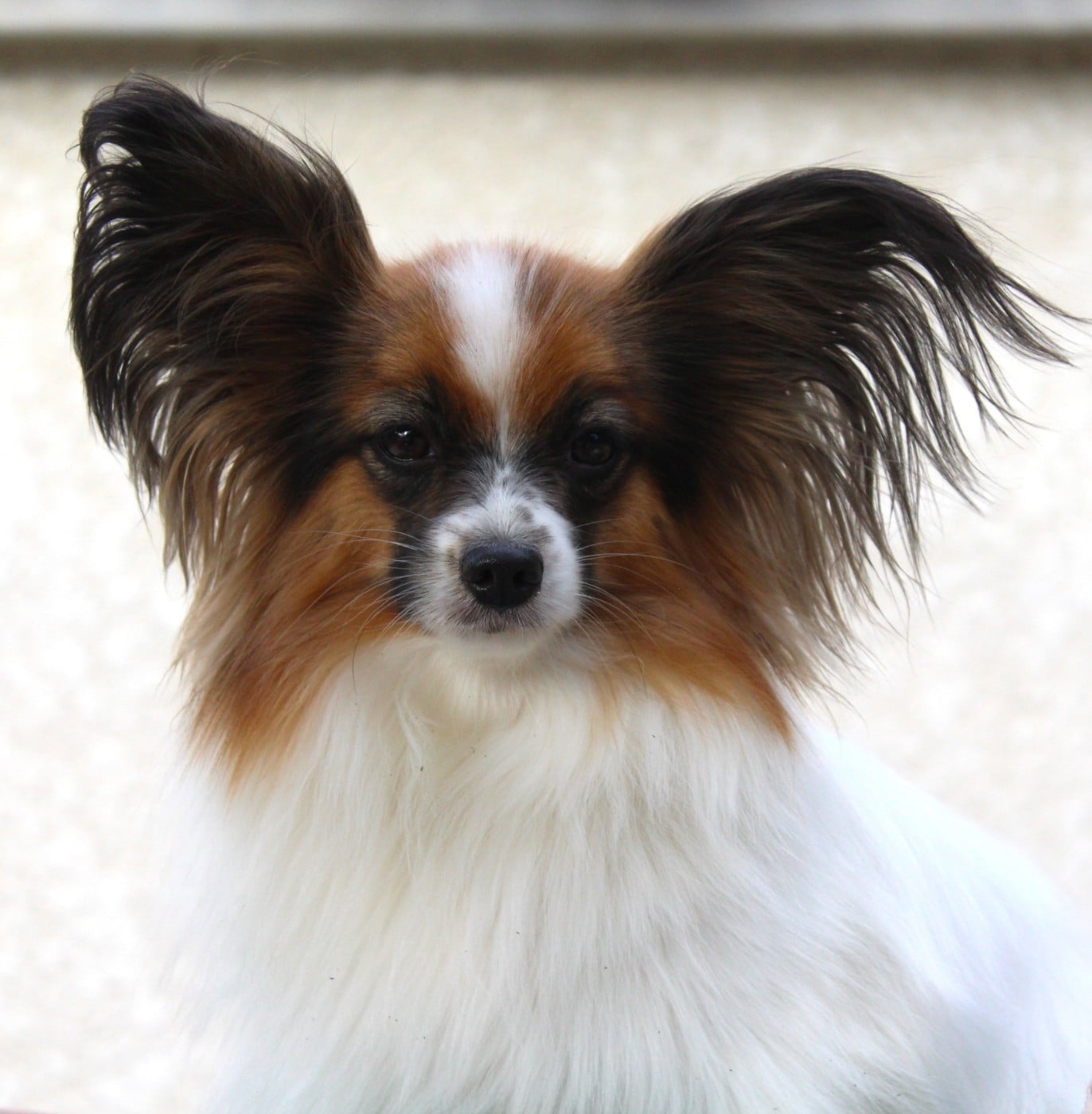 nadshell Cherry lily