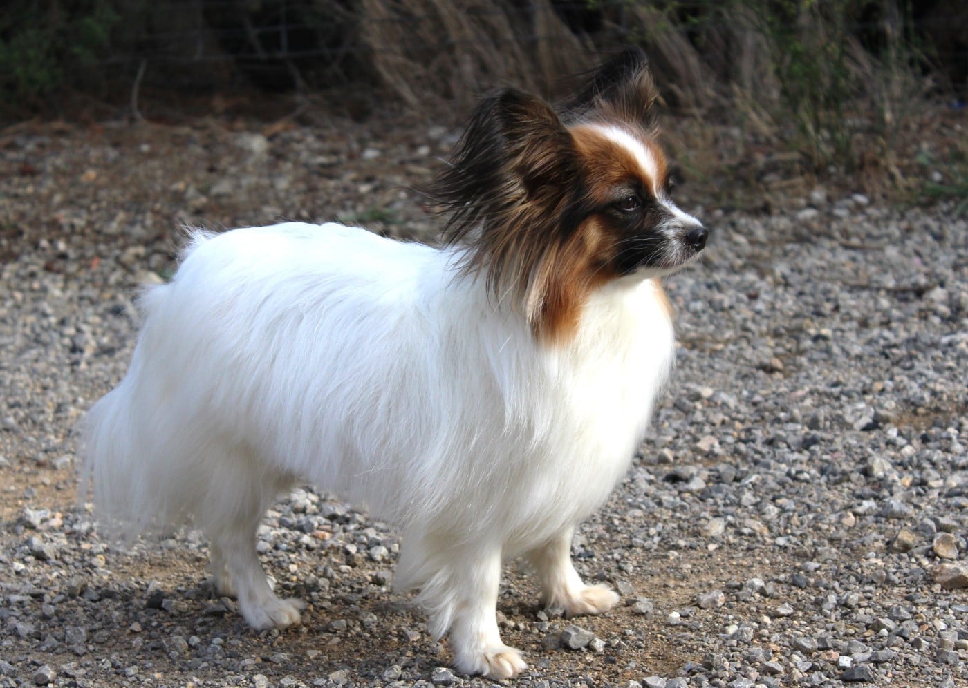 nadshell Cherry lily