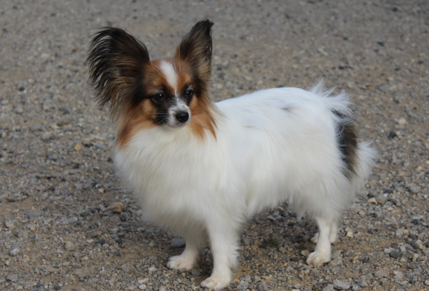 nadshell Cherry lily