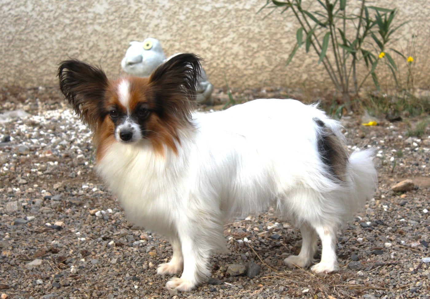 nadshell Cherry lily