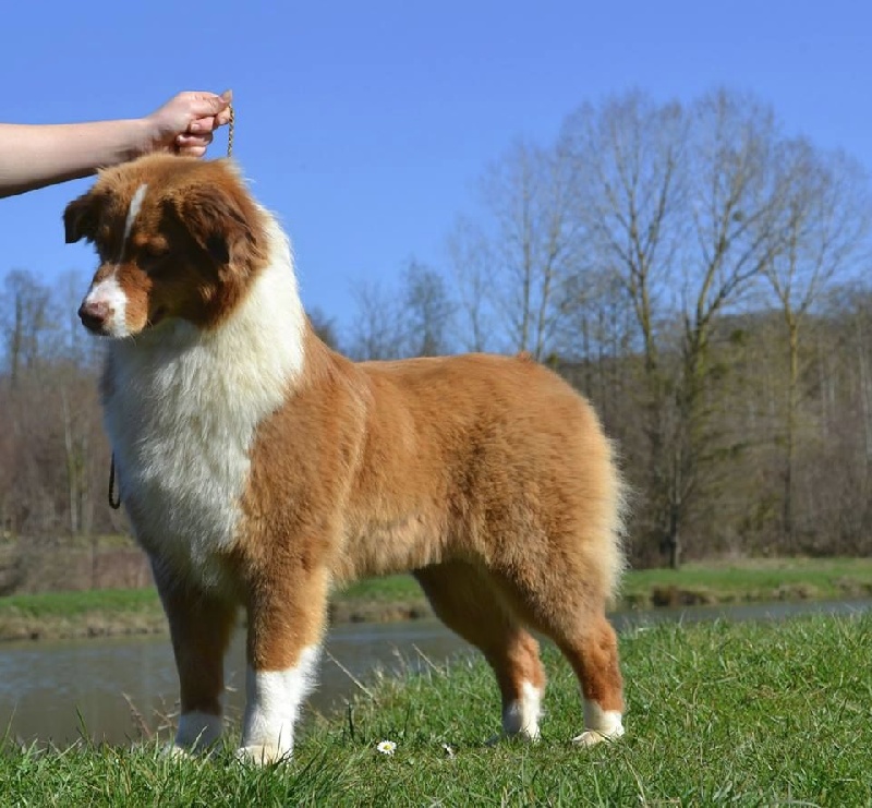 Sr. indian kwanita for inaya Of Winner Mistral