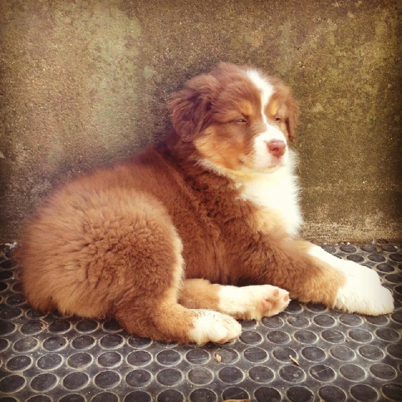 Sr. indian kwanita for inaya Of Winner Mistral