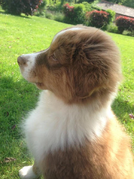 Sr. indian kwanita for inaya Of Winner Mistral