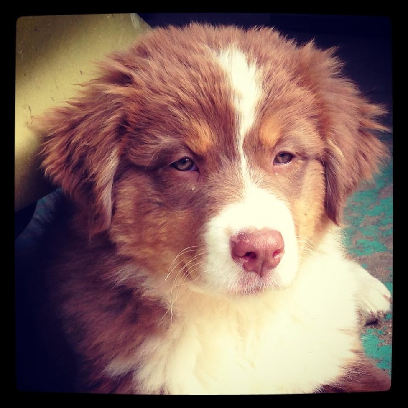 Sr. indian kwanita for inaya Of Winner Mistral