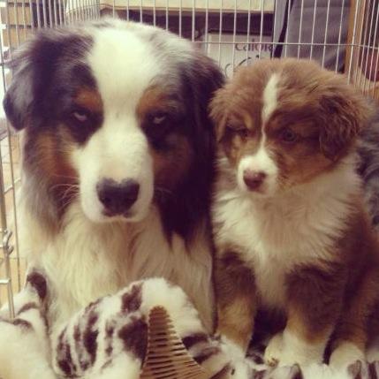 Sr. indian kwanita for inaya Of Winner Mistral