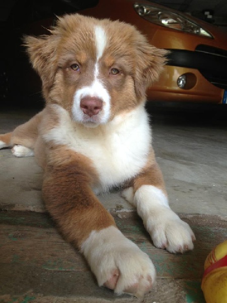 Sr. indian kwanita for inaya Of Winner Mistral