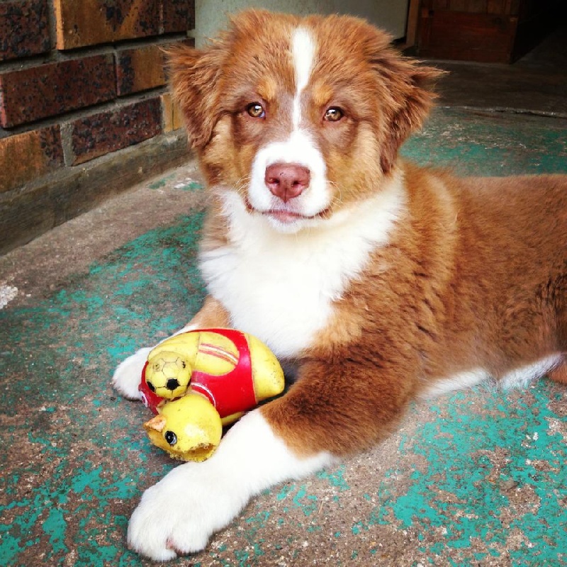 Sr. indian kwanita for inaya Of Winner Mistral