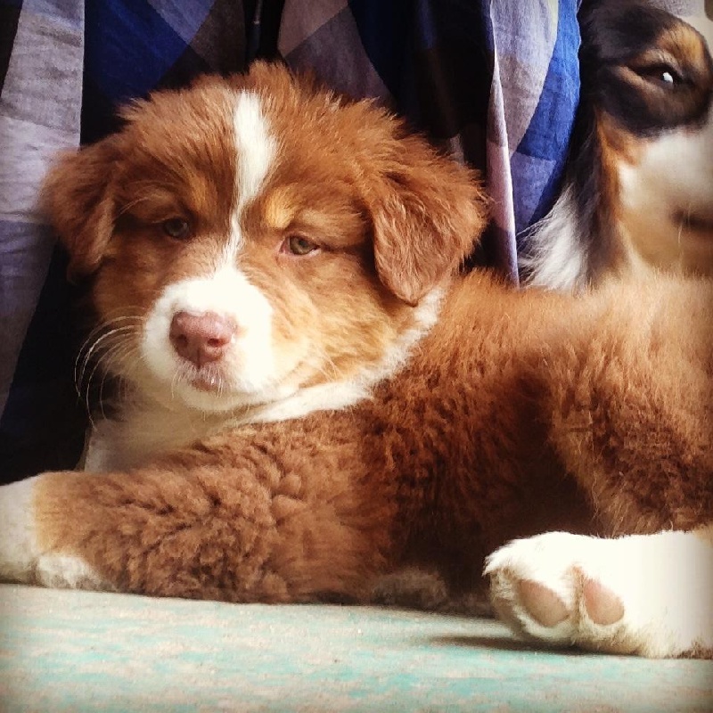 Sr. indian kwanita for inaya Of Winner Mistral