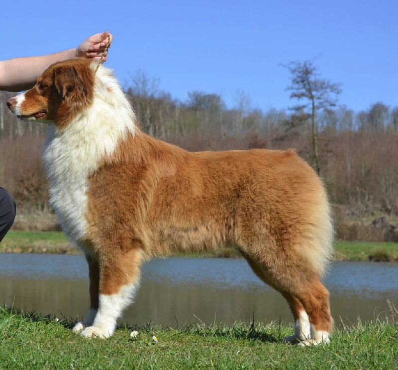 Sr. indian kwanita for inaya Of Winner Mistral