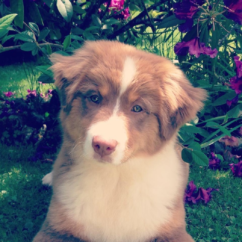 Sr. indian kwanita for inaya Of Winner Mistral