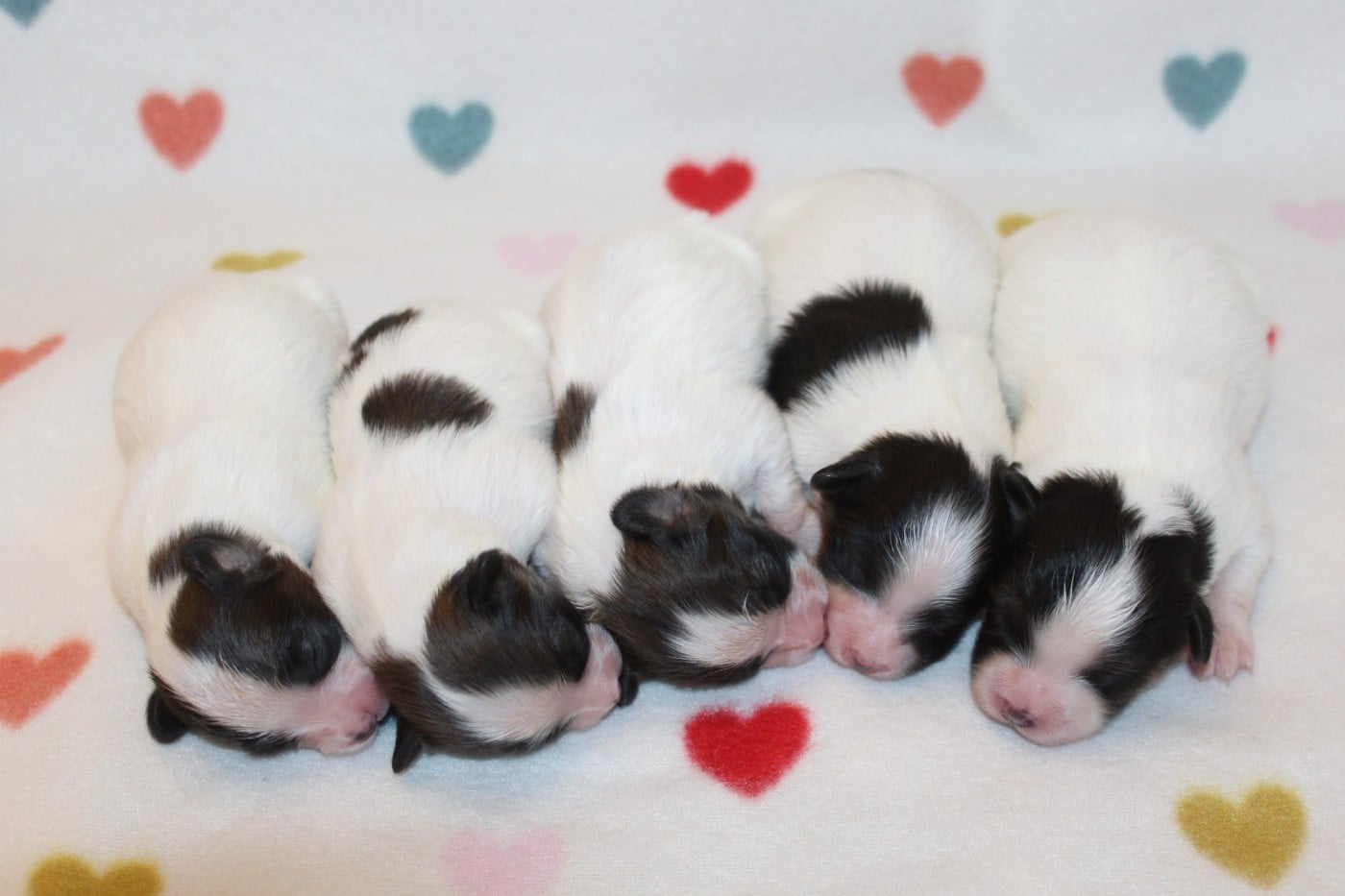 Epagneul nain Continental (Papillon) - Of Winner Mistral