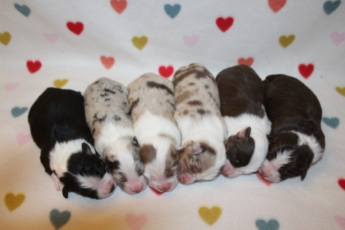 Berger Américain Miniature  - Of Winner Mistral