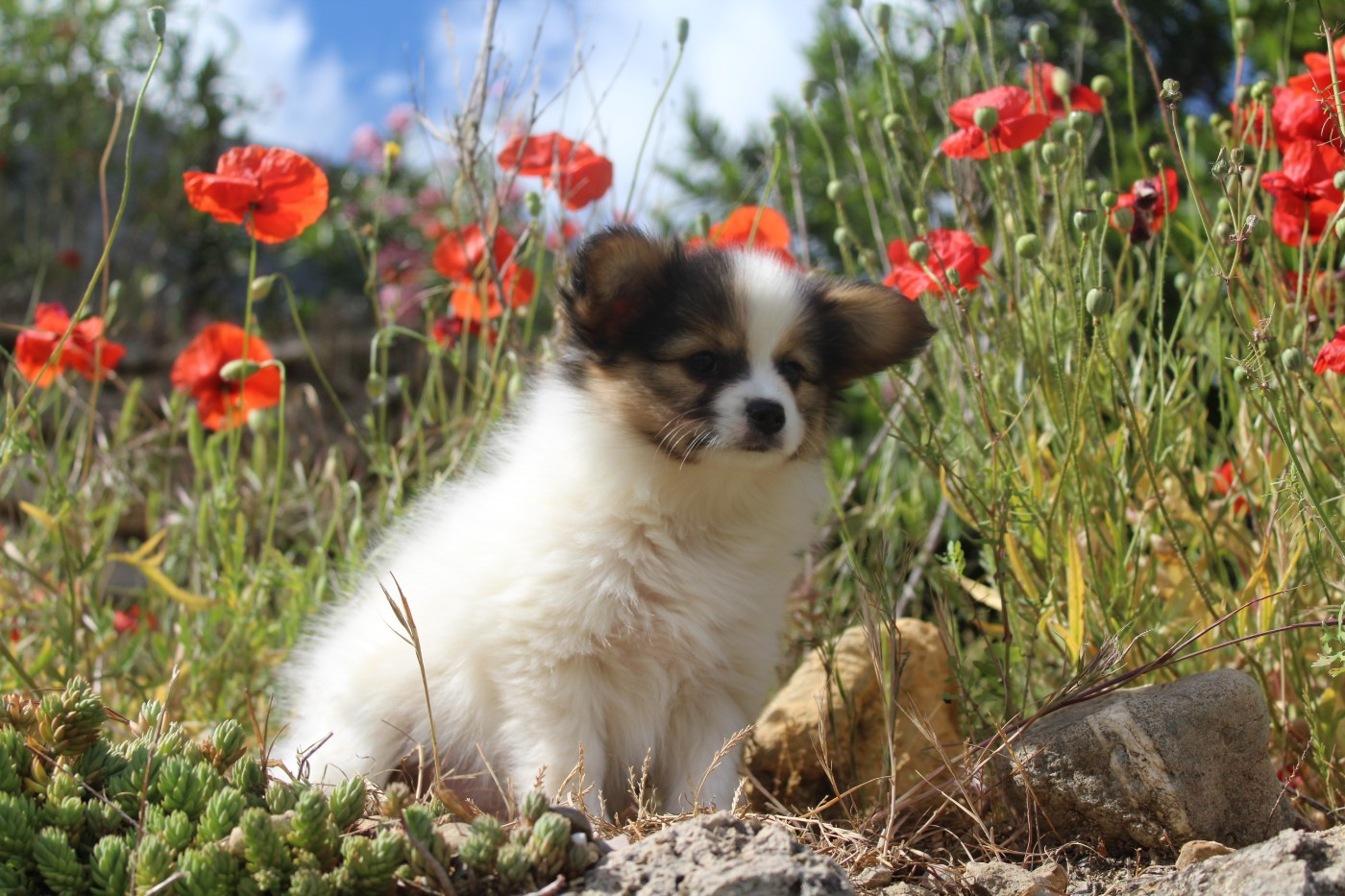 Butterlfly Belle Dame