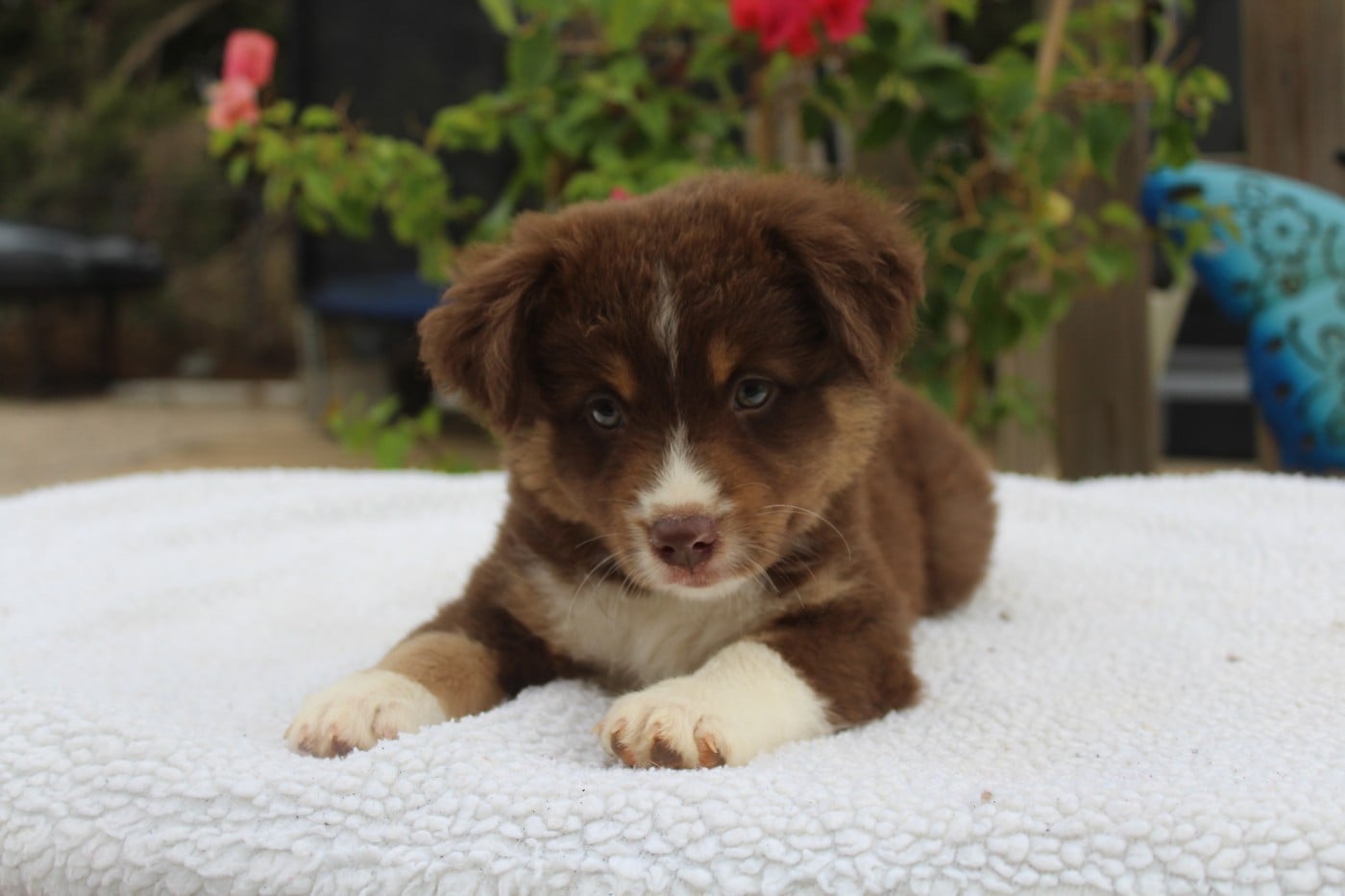 BELLISSIMA DOLCE