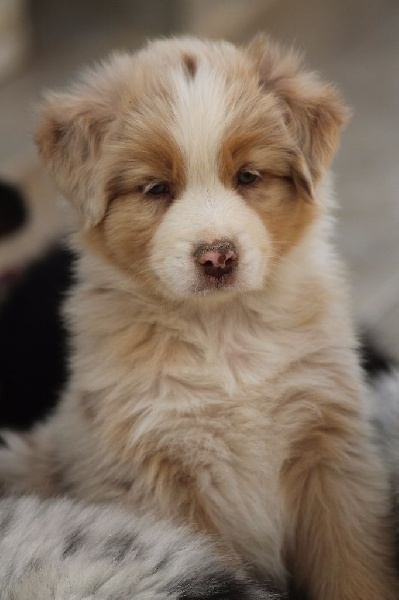 Chiot Of Winner Mistral Berger Australien