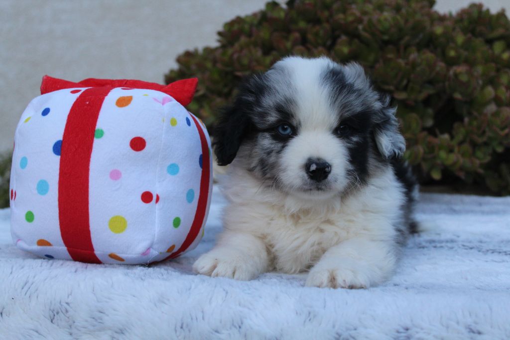 Another star is born