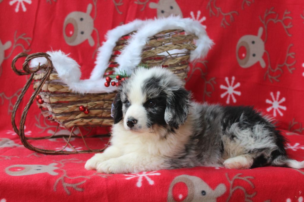 Another star is born