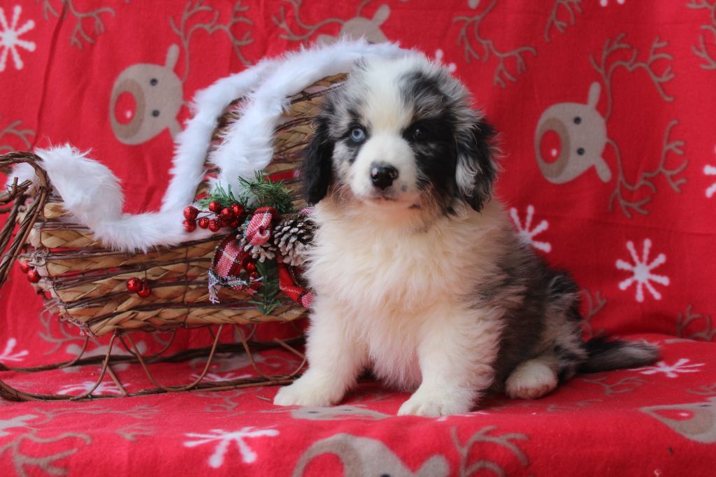 Another star is born