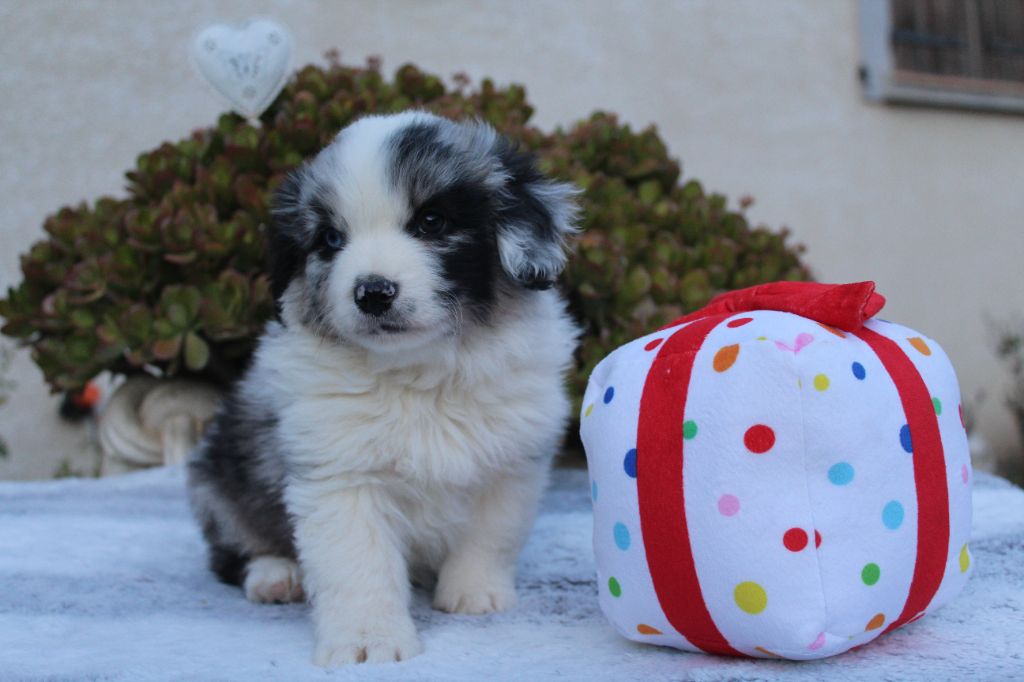 Another star is born