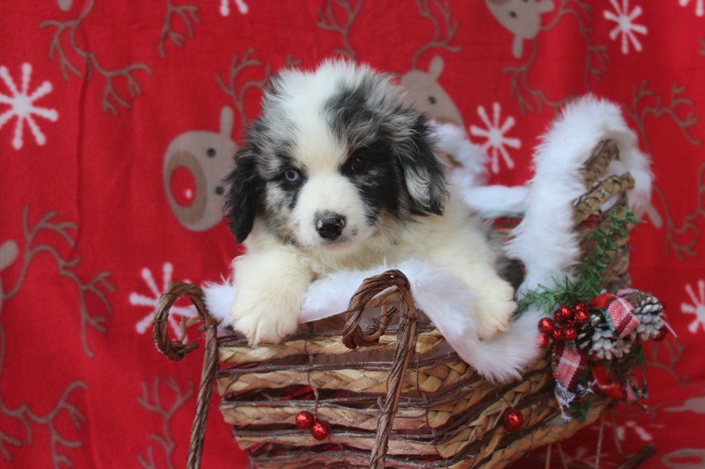 Another star is born