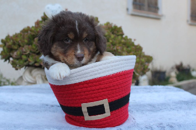 Les chiots de Berger Américain Miniature 
