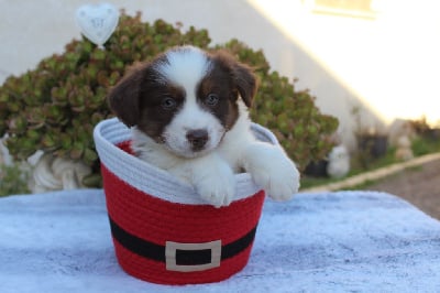 Les chiots de Berger Américain Miniature 