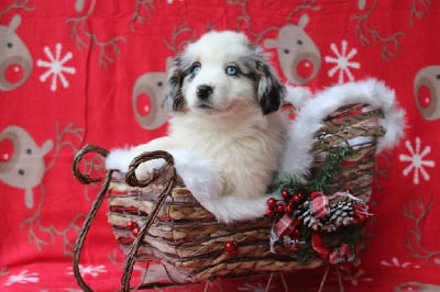 Les chiots de Berger Américain Miniature 