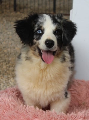 Les chiots de Berger Américain Miniature 