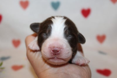 Les chiots de Berger Américain Miniature 