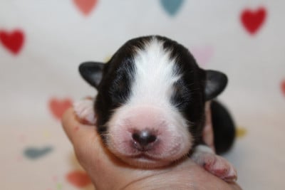 Les chiots de Berger Américain Miniature 