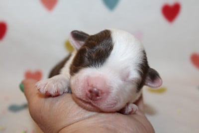 Les chiots de Berger Américain Miniature 