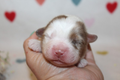 Les chiots de Berger Américain Miniature 