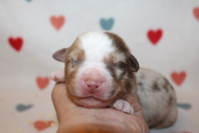 Les chiots de Berger Américain Miniature 