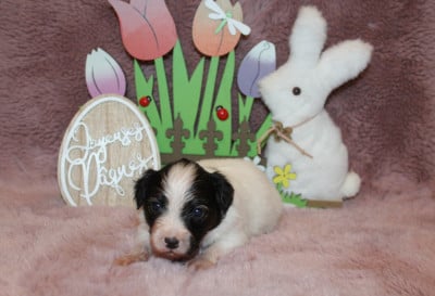 Les chiots de Epagneul nain Continental (Papillon)